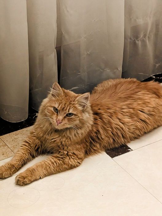 Отдаётся  кошечка