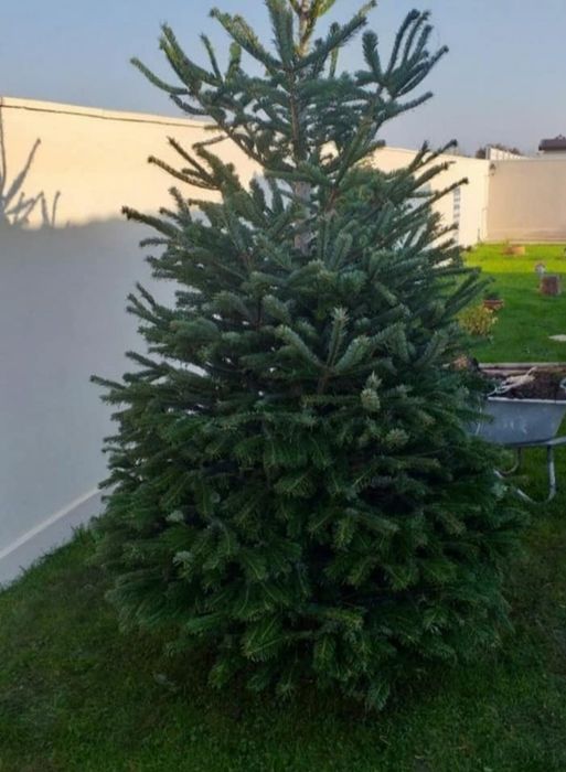 Plante decorative