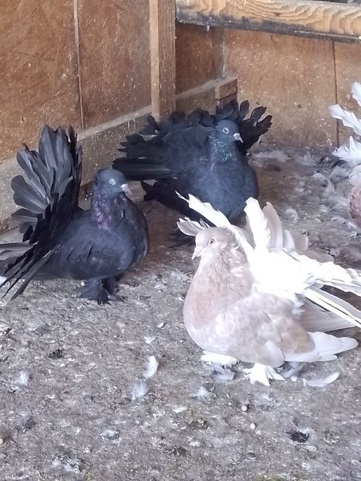 Porumbei voltați indieni