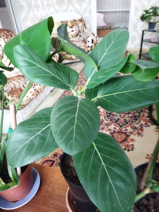 Комнатные цветы в ассортименте