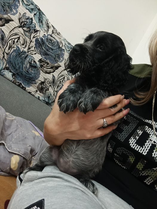 Продам спаниельку