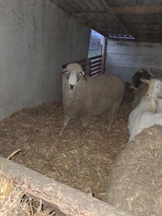 Oi cu miei de vanzare