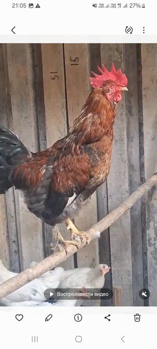 Петух маладой  1 штук