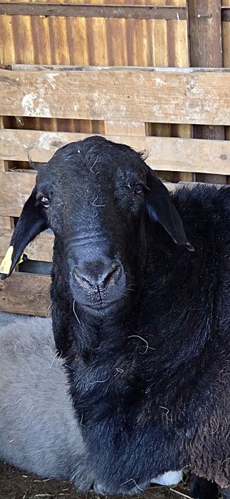 Продам баран кочкар