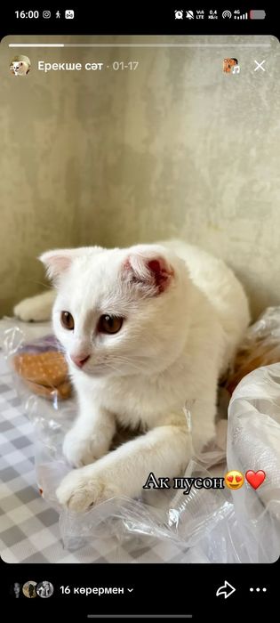 Кошка пропала белый