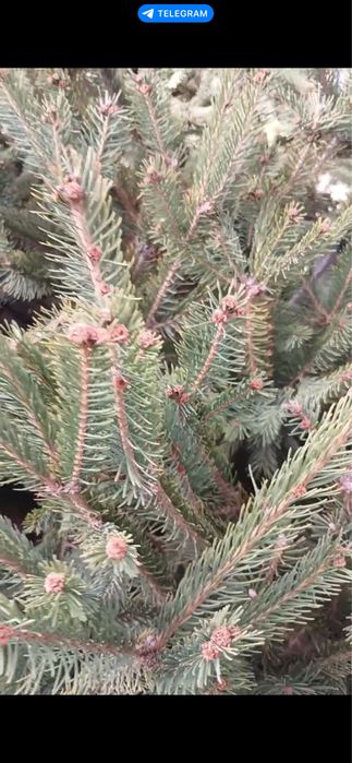 Арча  сотилади бўйи 6 метр эни 3 метр