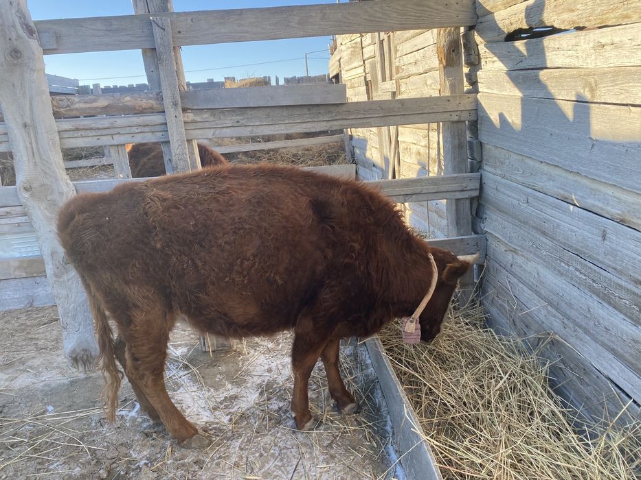 Сиыр малы, баспақтар