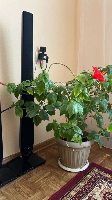 Гибискус многолетний