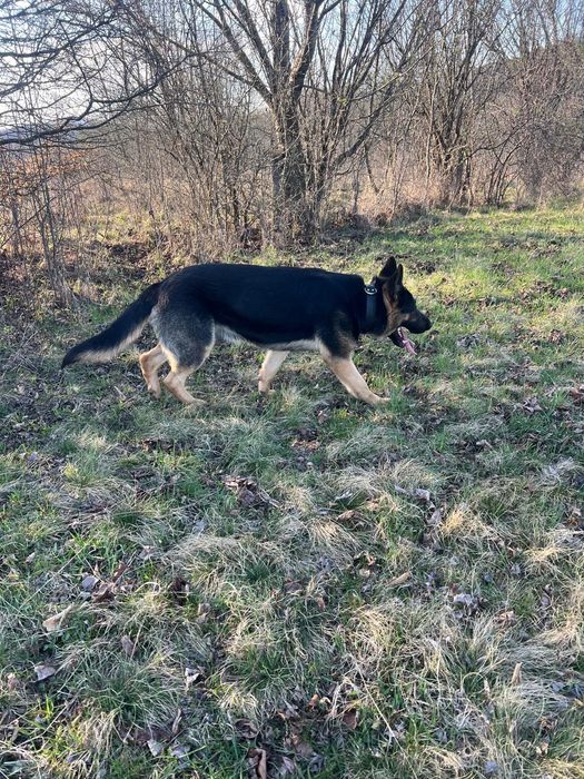 Caine Ciobanesc German