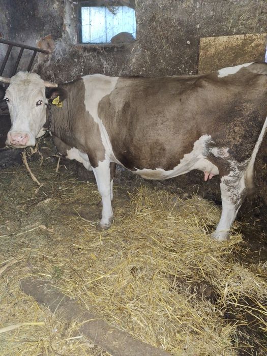 Vaca de vânzare detalii la numărul de telefon