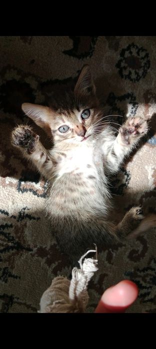 Отдам котят в хорошие руки