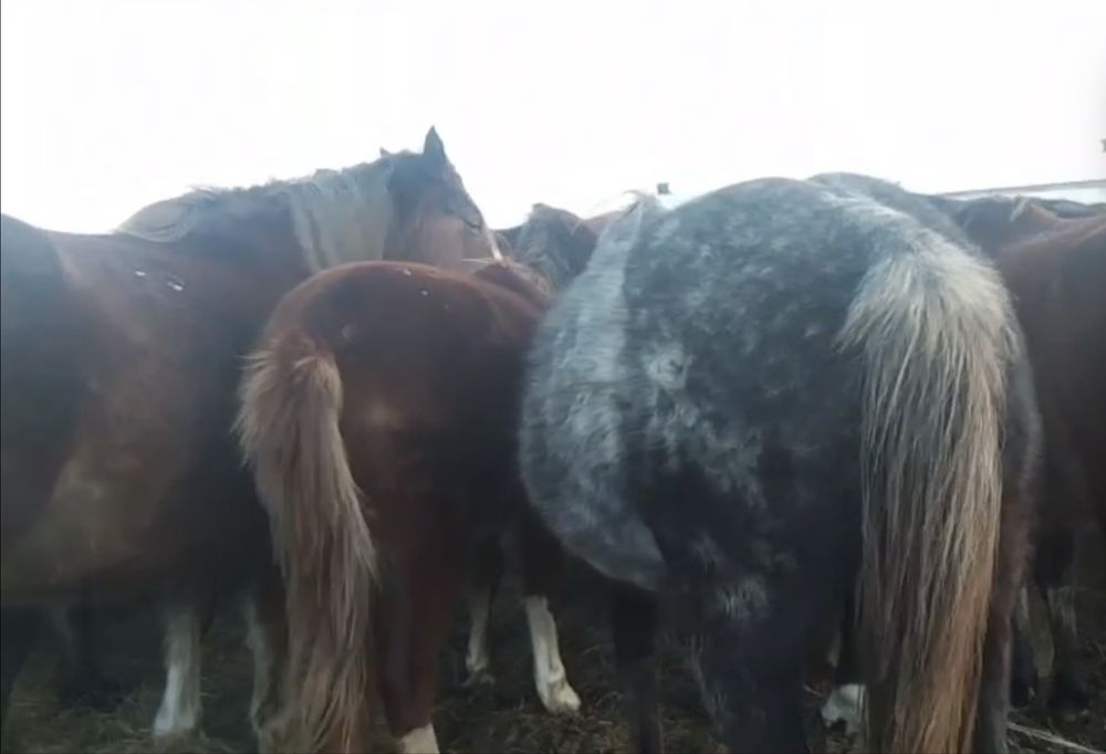 Продам жеребых кобыл