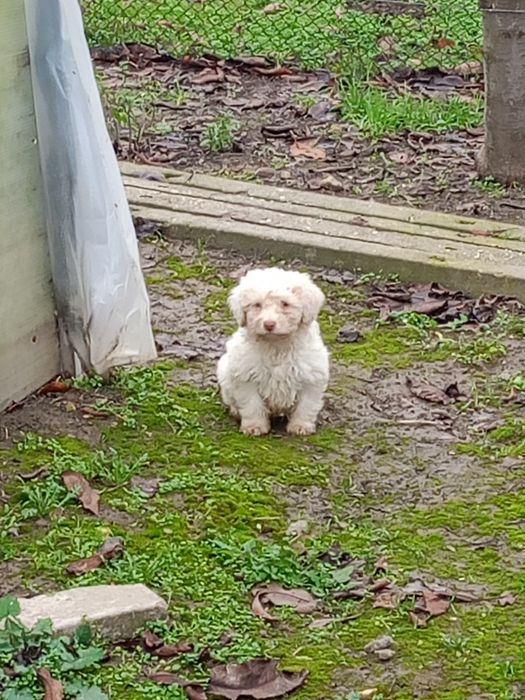 продавам кученца лагото-кокер