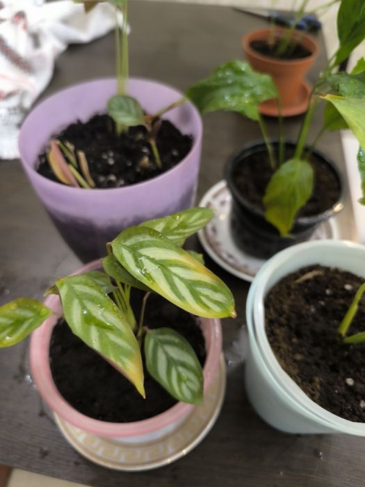 Отдам комнатные цветы