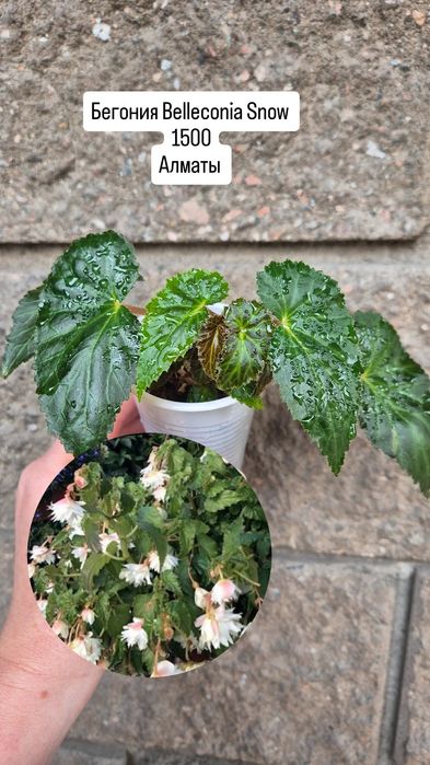 Комнатные растения