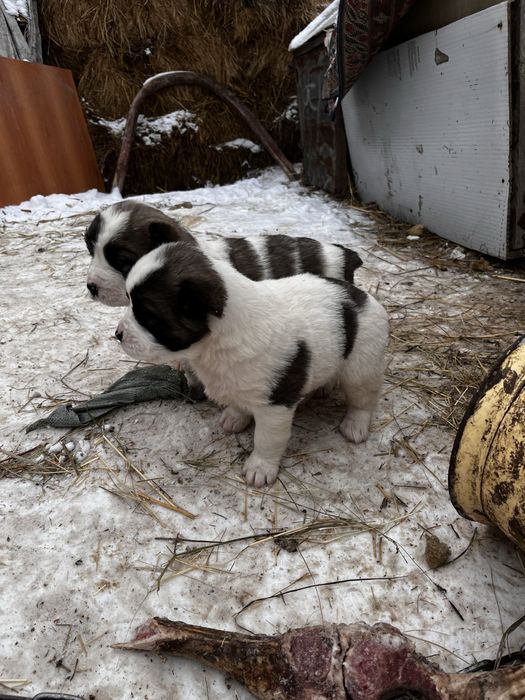 Продам щенков осталось два в продаже