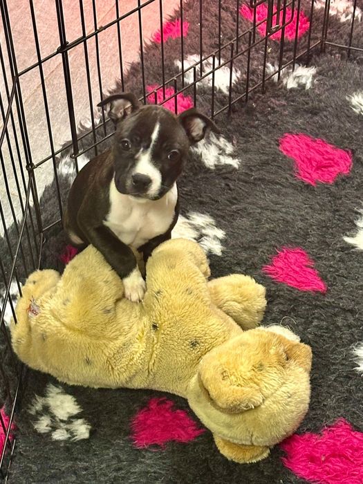 Femela Staffordshire Bull Terrier