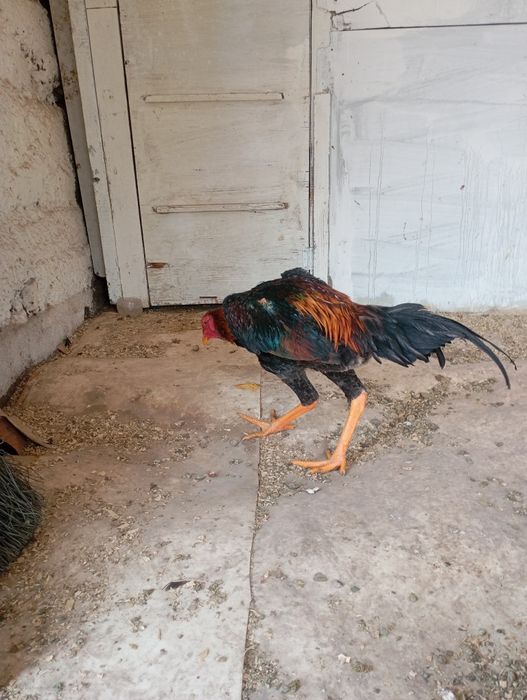 Дакан бойцовский