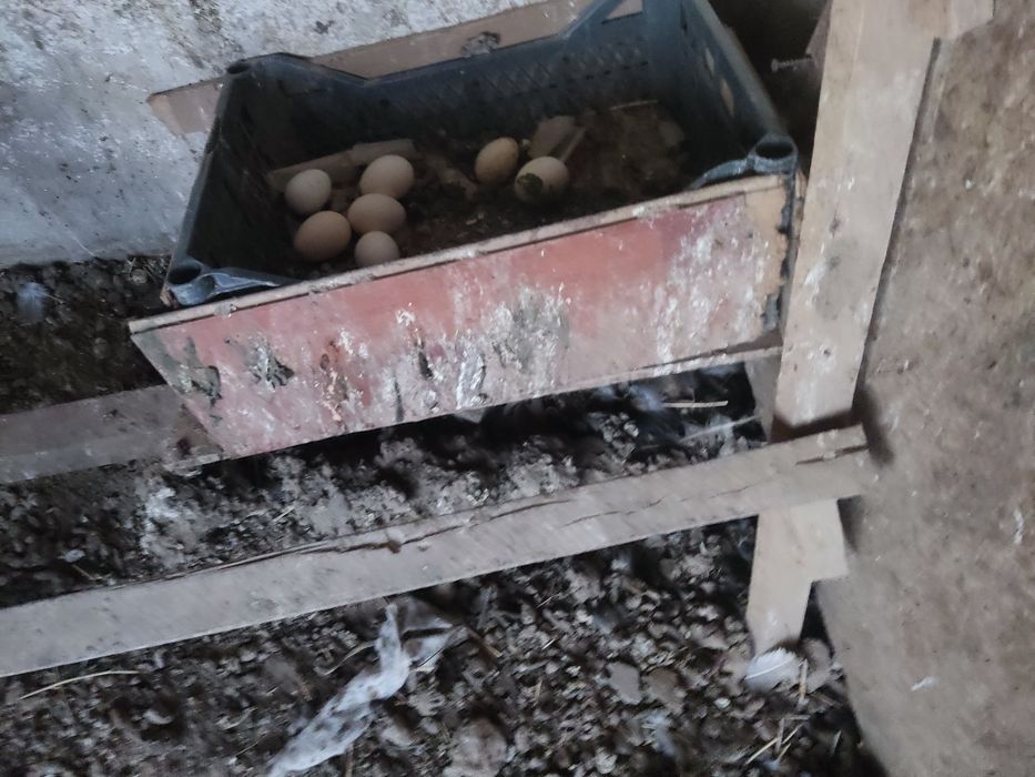 Продам домашние куры