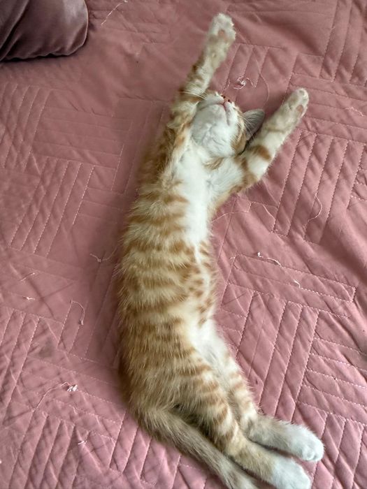 Отдадим котенка (2 месяца) в хорошие руки , котенок девочка, бесплатно