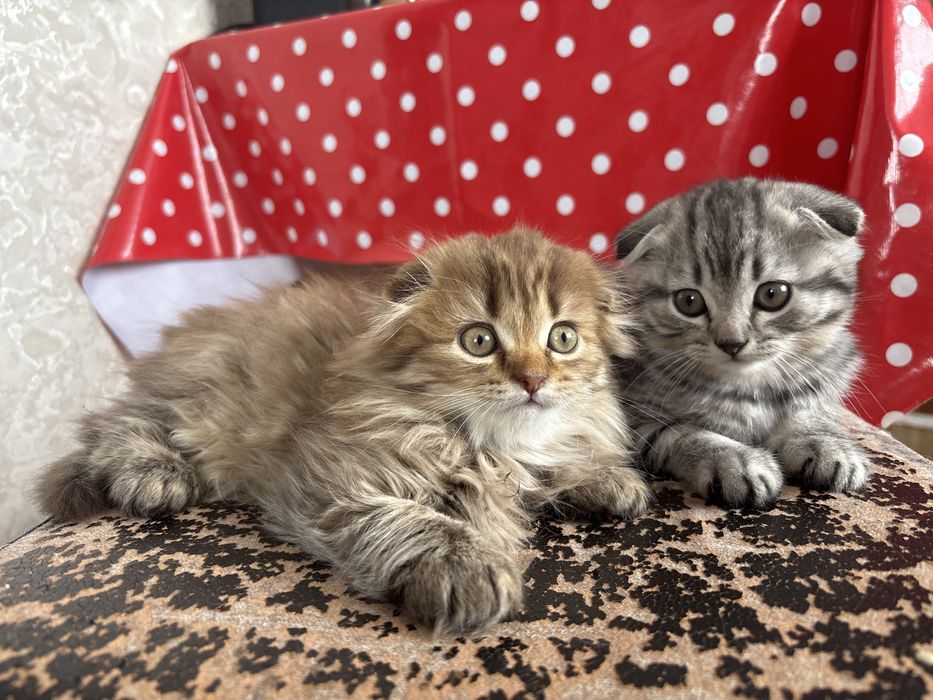 Продам котят     .