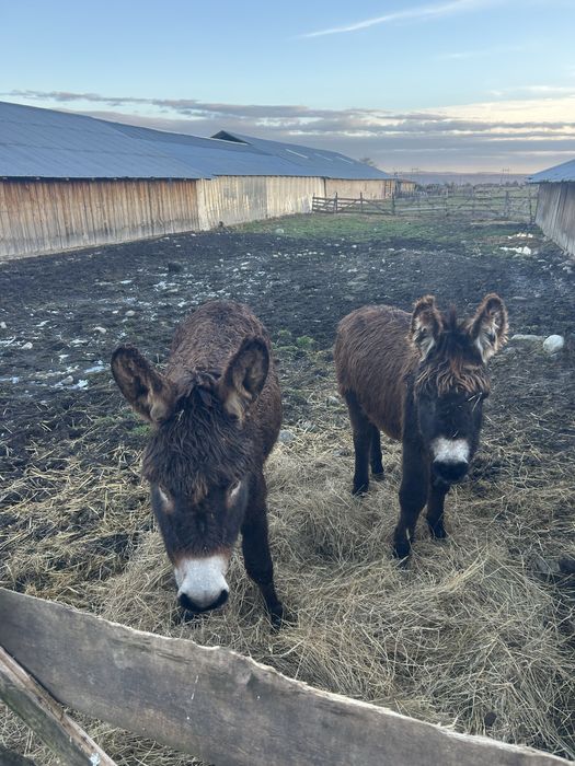 Vand magarită cu pui