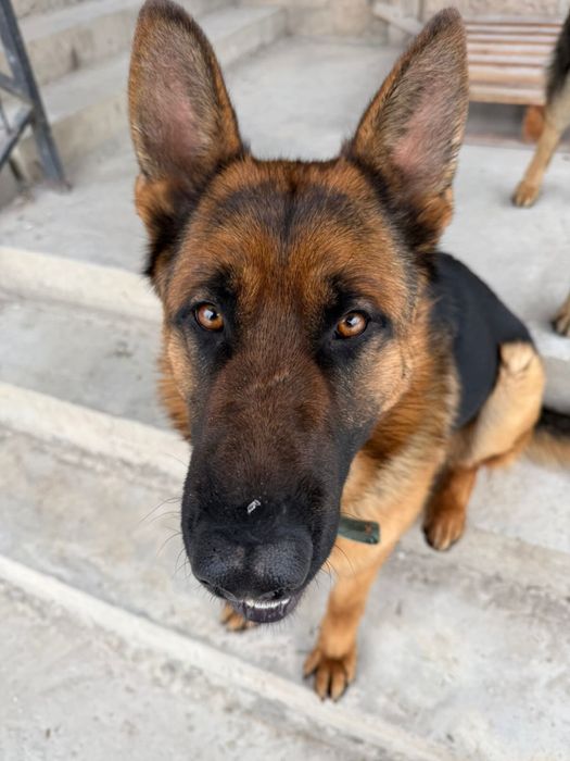 Потерялась собака овчарка