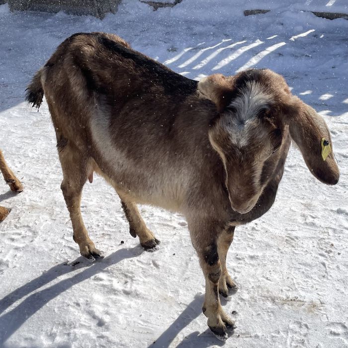 Ешкі сүті сатылады