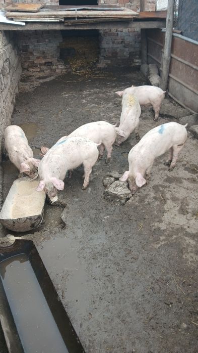 Прасета от 15 до 20 килограма  бройка 100 евро