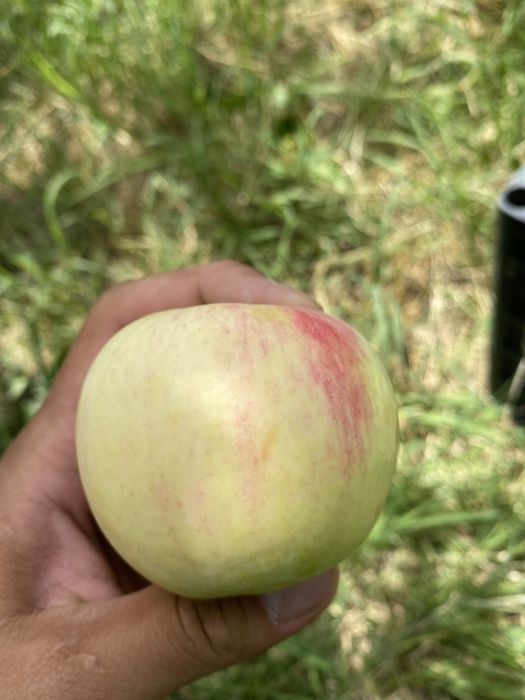 Участок на 4 гектара