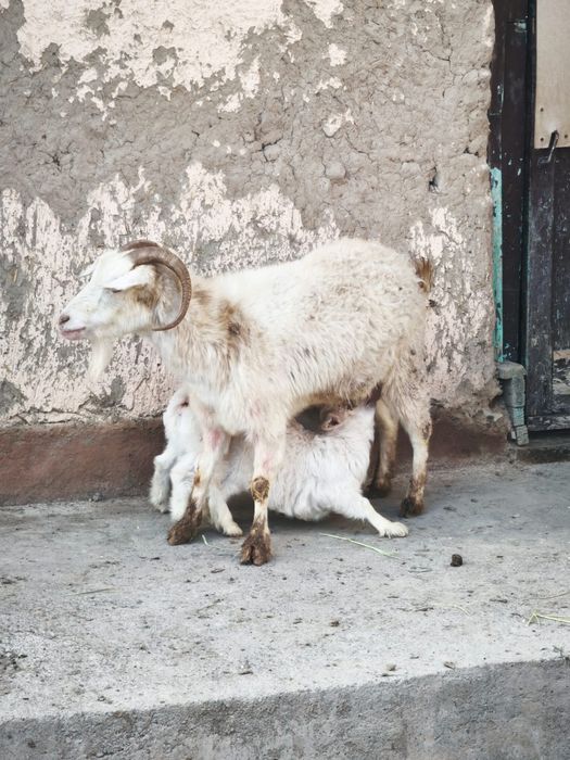 Ешкі сатылады ырғач лағымен