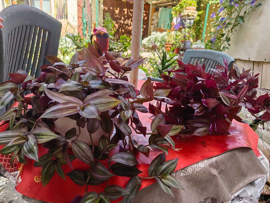 Цветя на половин цена