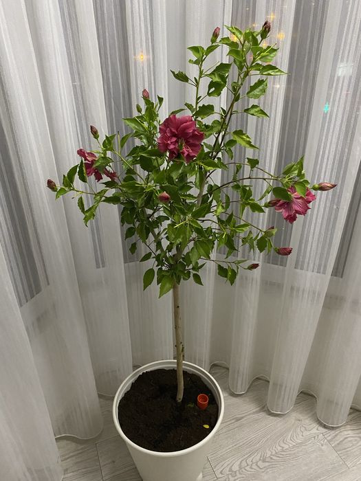 Trandafir japonez galben si violet