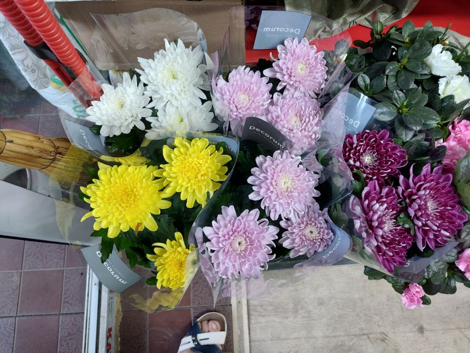 Цветы комнатные и оранжерейные.