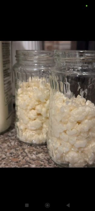 Ciupercă/granule de Chefir