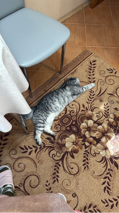 Продается кошечка.