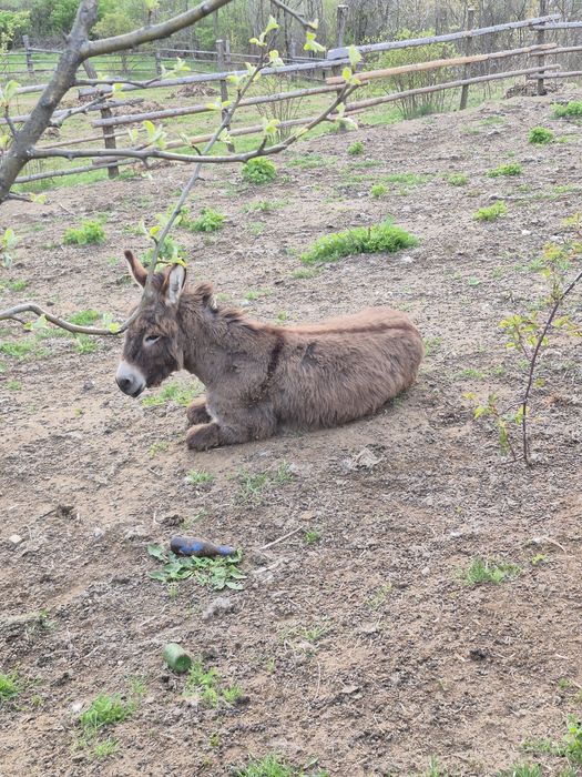 Vând măgar sau schimb