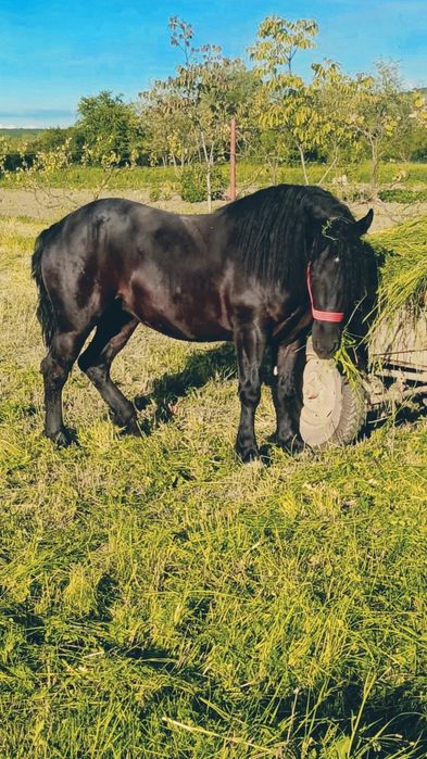 Manzuca de vanzare din linia miutescu