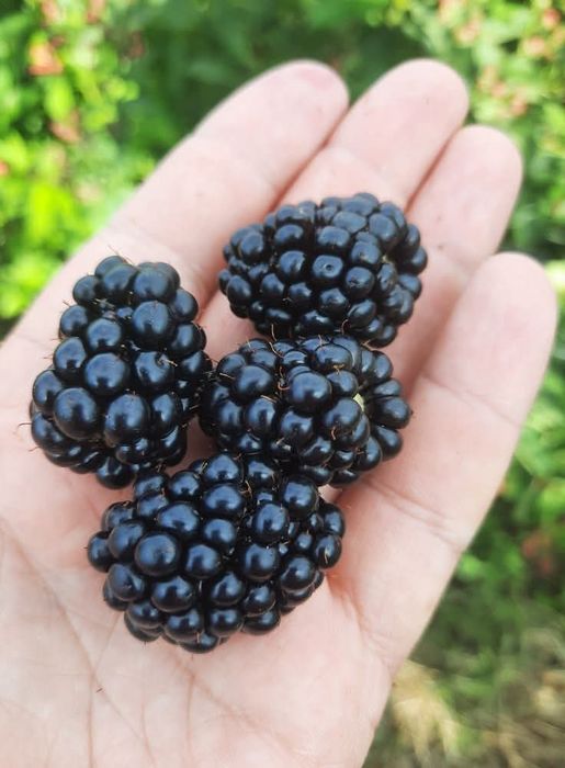 Vând zmeură Ruby și muri LochNess