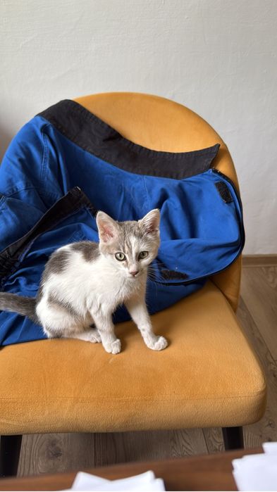 Pisici pentru adoptie