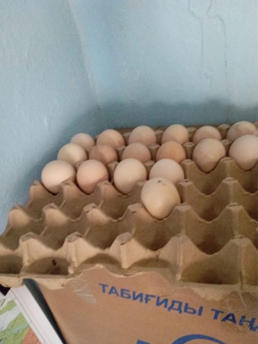 дакан жумырткалары