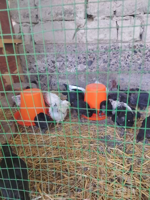 Tovuqlar sotiladi
