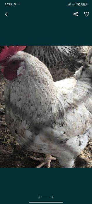 Продам петуха молодого