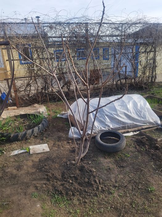 Сумах дерево самовывоз