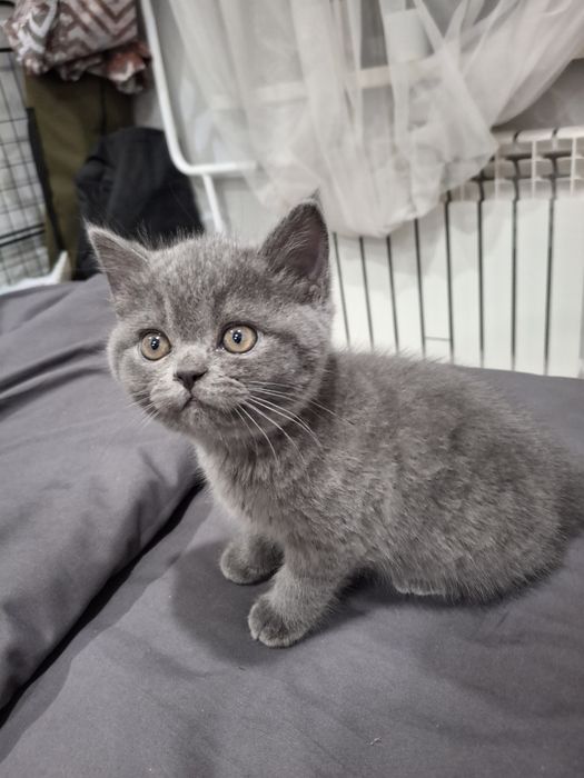 Британские котята