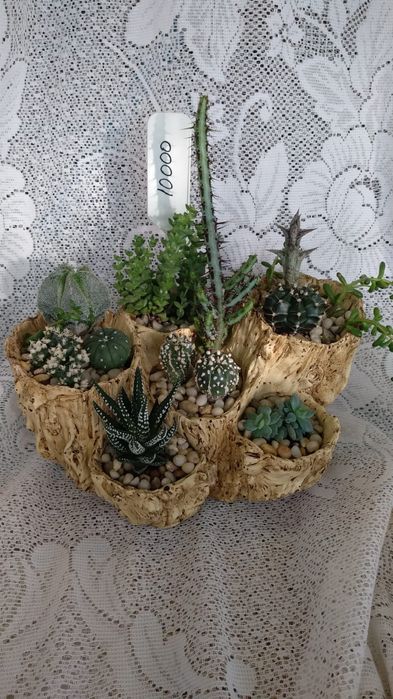 Композиции из суккулентов