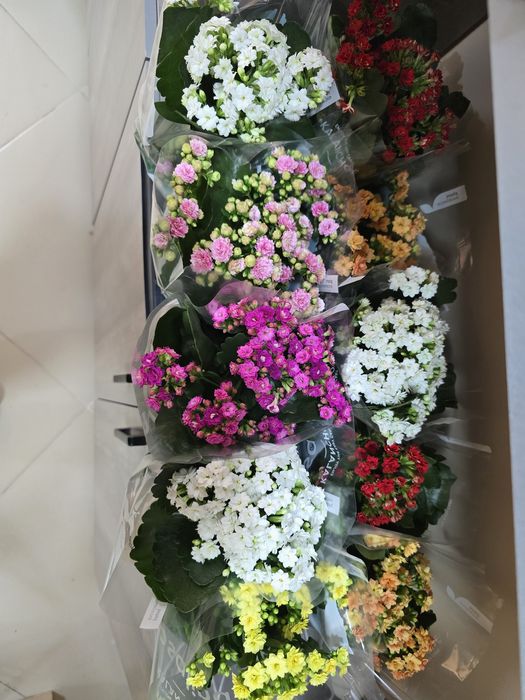 Каланхое в горшках