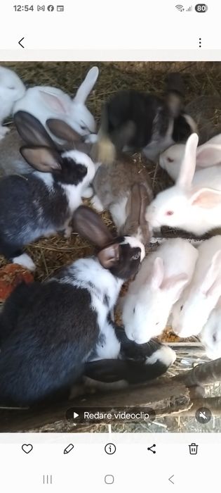 Dau iepuri și gainuse pitice crescute cu grija