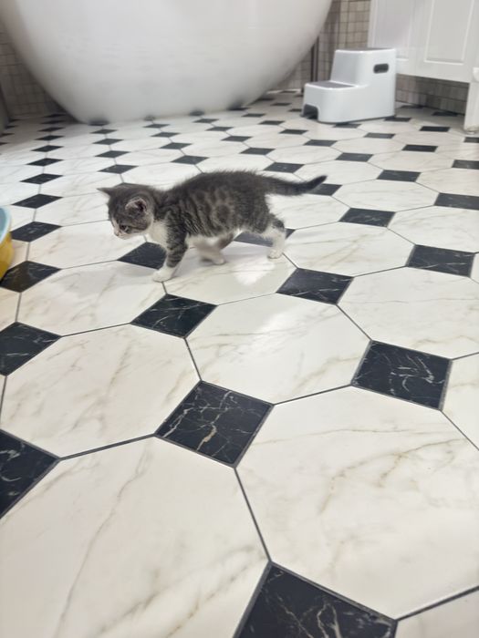 Отдам котенка в хорошие руки
