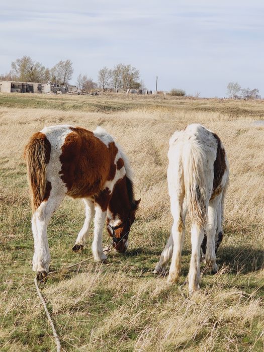 Жабагы , тай ! Обмен